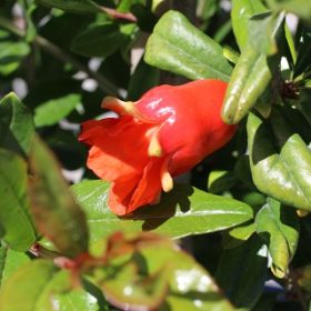 Ambrosia Pomegranate